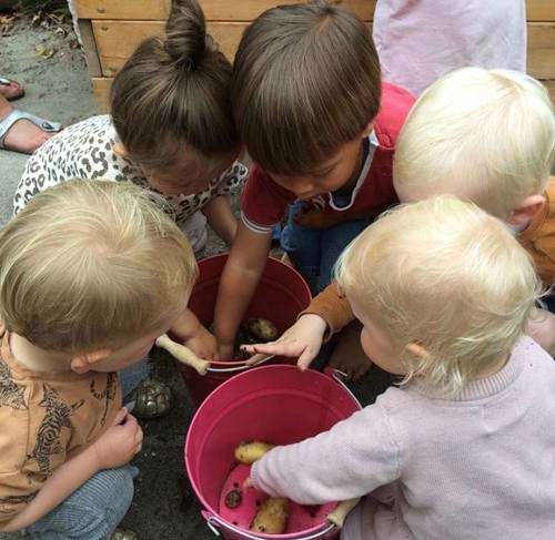 børn rører ved kartofler
